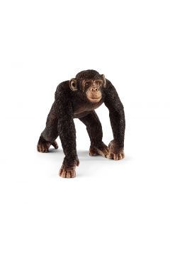 Szympans Samiec