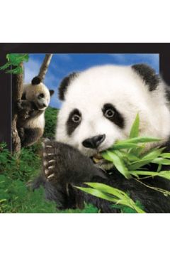 Pocztwka 3D Panda