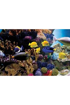 Ryby Tropikalne Rybki Rafa Koralowa – plakat 91,5x61 cm
