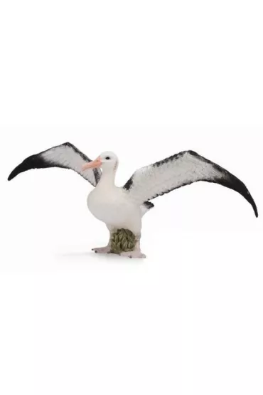 Albatros w�drowny