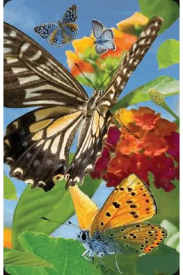 Worth Keeping Minikartka 3D - Motyl