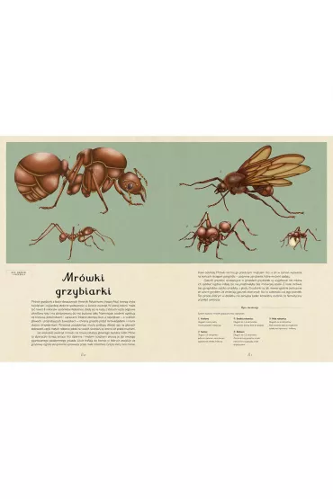 Insektarium. Muzeum Owad�w - Dave Goulson