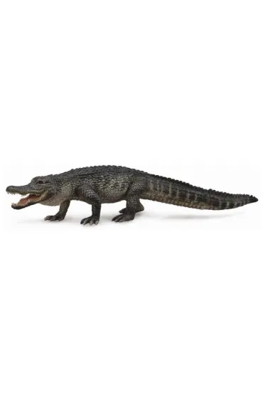 Aligator ameryka�ski