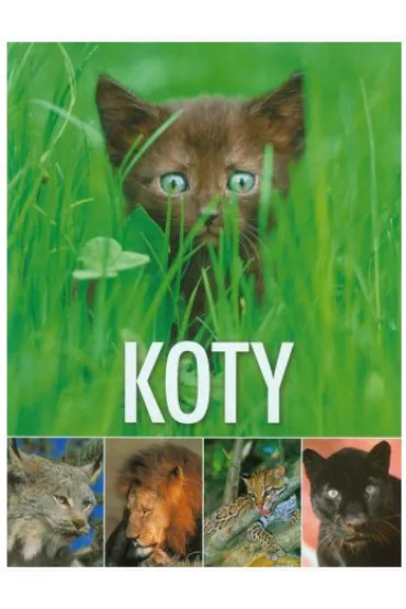 Koty (OT)