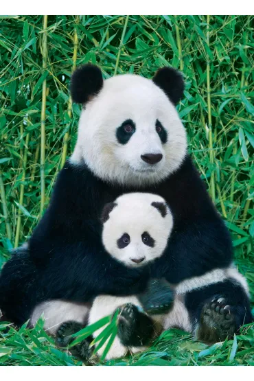 Puzzle 1000 el. Panda i dziecko Eurographics