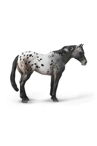 Niebieski Deresz Appaloosa