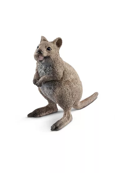 Kuoka kr�tkoogonowa