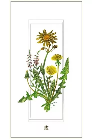DaVinci Karnet G06 42A 325 + koperta Mlecze 12x23 cm