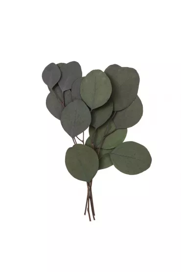 Dalprint Eukaliptus populus 4 ga��zki ok. 20cm zielony