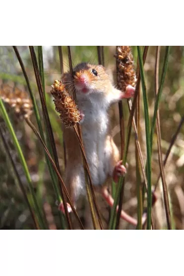 Museums & Galleries Karnet kwadrat z kopert� Harvest Mouse