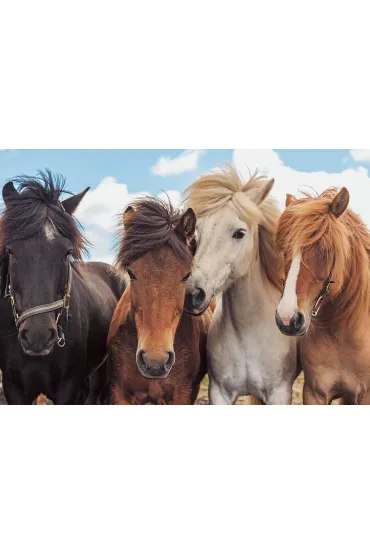 Puzzle 2x24 el. Konie Ravensburger