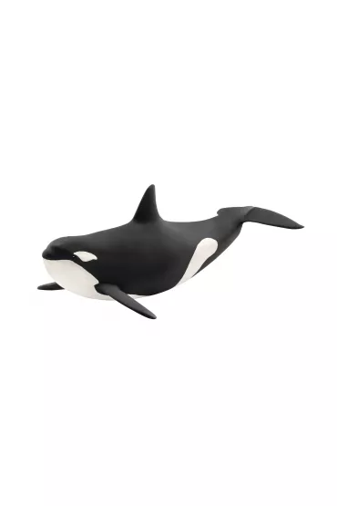 Orka oceaniczna