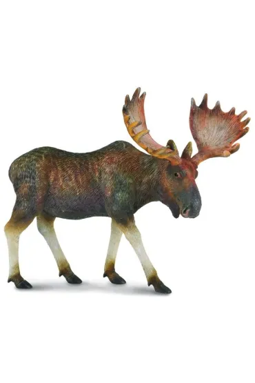 Collecta. �o�