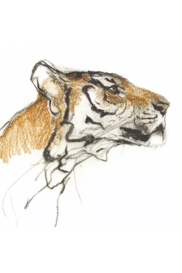 Museums & Galleries Karnet kwadrat z kopert� Head of a Tiger