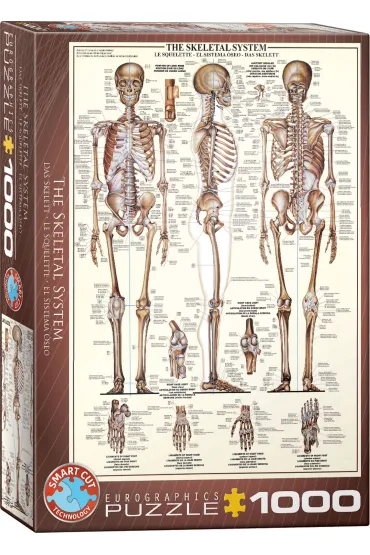 Puzzle 1000 el. Uk�ad szkieletowy Eurographics