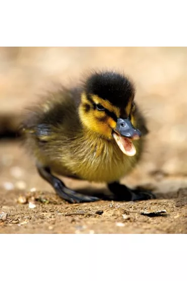 Museums & Galleries Karnet kwadrat z kopert� Mallard Duckiling