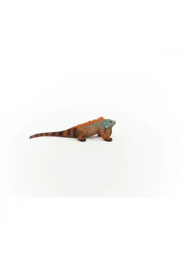 Iguana