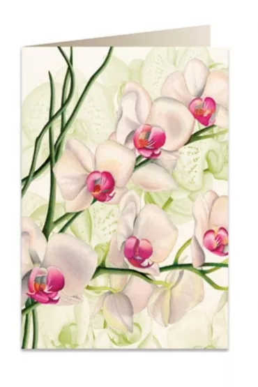 Tassotti Karnet B6 + koperta 5723 Bia�a orchidea