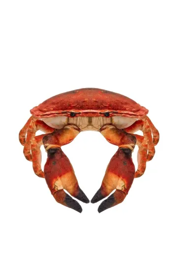 Krab s�onowodny 26cm Beppe
