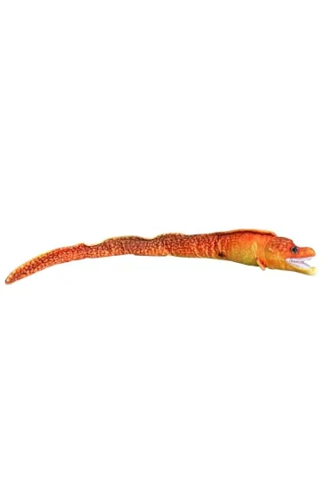 Murena pomara�czowa 80cm Dubi