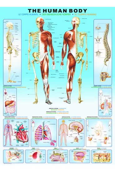 Puzzle 1000 el. The Human Body Eurographics