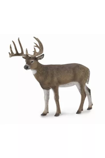 White-Tailed Deer