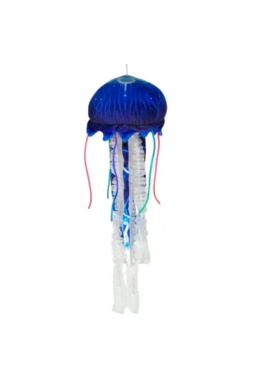 Meduza niebieska Dubi
