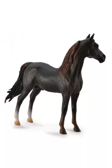 Ogier Morgan Stallion ma�ci kasztanowej