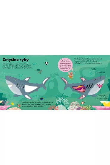 Jak to dzia�a. Rekin - Molly  Littleboy
