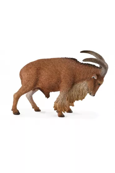 Collecta. Owca grzywiasta.