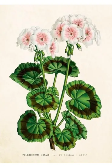 Skona Ting Karnet ST530 B6 + koperta Bia�a pelargonia