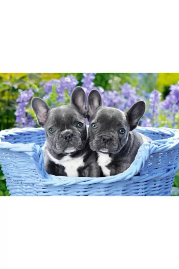 Puzzle 1000 el. Szczeni�ta buldoga francuskiego Castorland