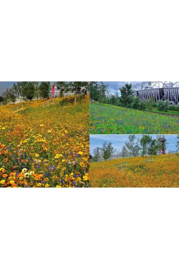 Projektowanie ogrod�w naturalistycznych. Podstawowe zasady - Nigel  Dunnett