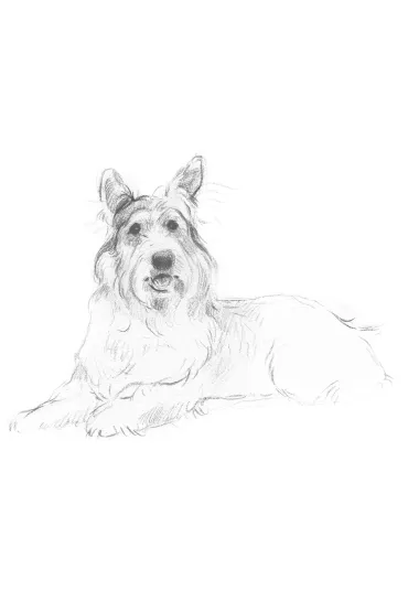 Dzi�ki, Winn-Dixie! - Kate DiCamillo