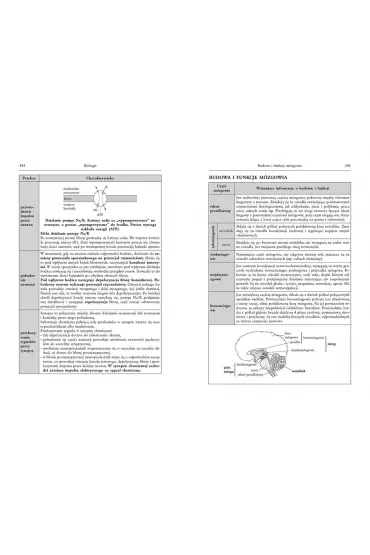 Tablice: matematyka, fizyka z astronomi�, chemia, geografia, biologia - Agnieszka Jakubowska, Alicja Nawrot, Beata Prucnal, Iwona Kr�l, Joanna Fuerst, Piotr Go��b, Piotr Kosowicz, S�awomir Jaszczuk, Jolanta  Rakowska
