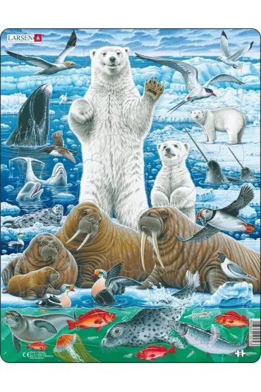 Puzzle Uk�adanka Nied�wied� Polarny i Mors Maxi Tactic