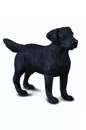 Pies labrador