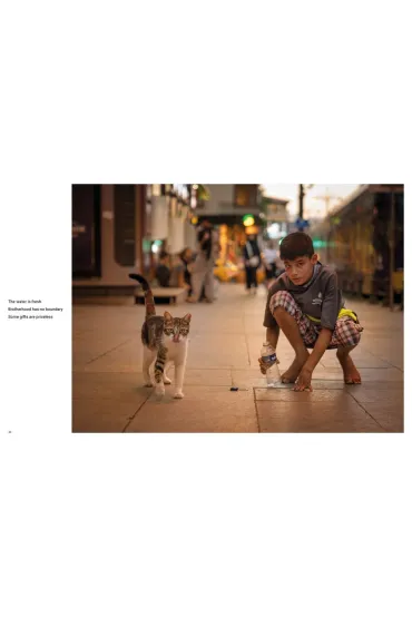 City Cats of Istanbul - Marcel Heijnen