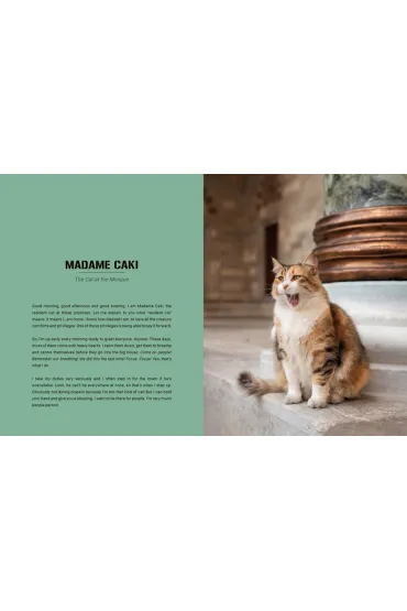 City Cats of Istanbul - Marcel Heijnen