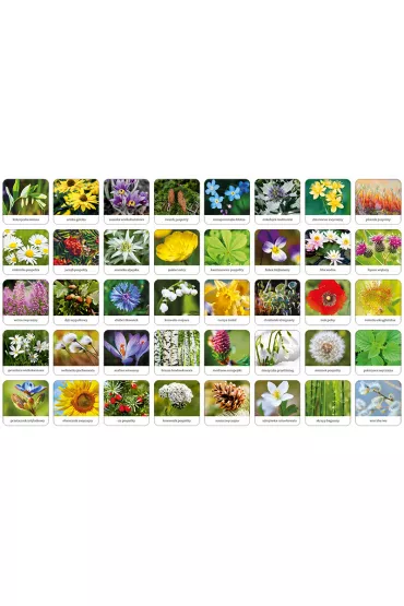 Memory Flora Polski Adamigo