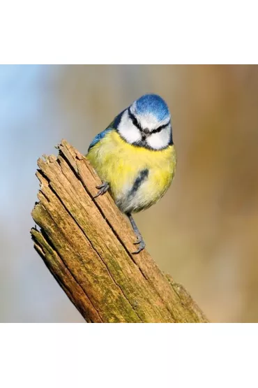 Museums & Galleries Karnet kwadrat z kopert� Blue Tit