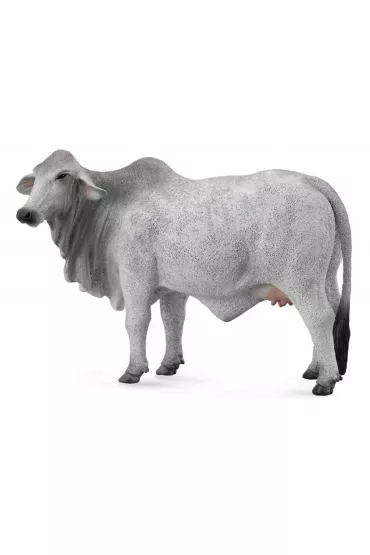 Krowa brahman