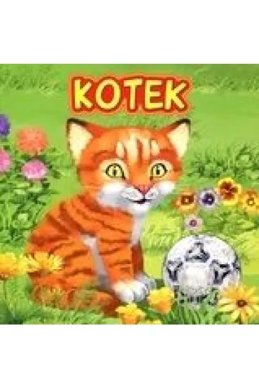 Kotek JAFI - Katarzyna Campbell