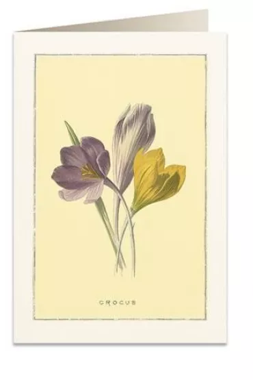 Tassotti Karnet B6 + koperta 6022 Krokus