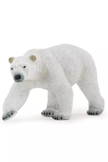 Nied�wied� polarny