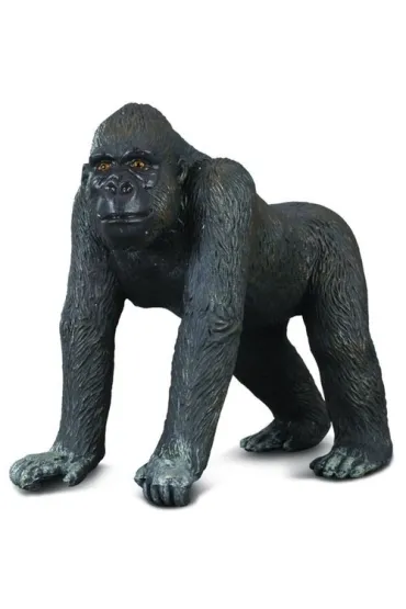 Collecta goryl zachodi (L)
