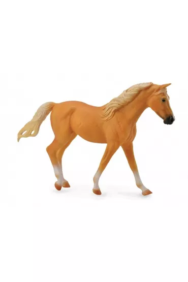 Collecta. Klacz rasy missouri fox trotter