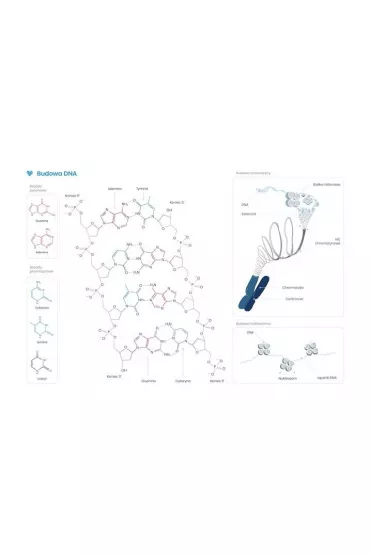 Plakat schemat budowy DNA 42.0x59.4cm