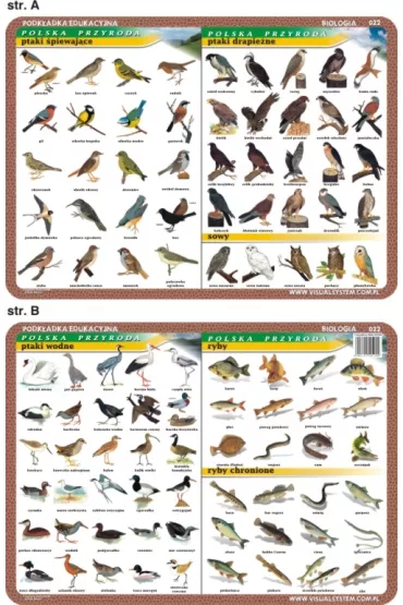 Visual System Podk�adka edukacyjna. Ptaki wodne, �piewaj�ce