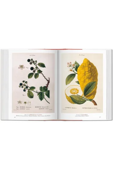 A Garden Eden. Masterpieces of Botanical Illustration. 40th Ed. wer. angielsko-francusko-niemiecka - Dafaux Marini, Hans Walter Lack